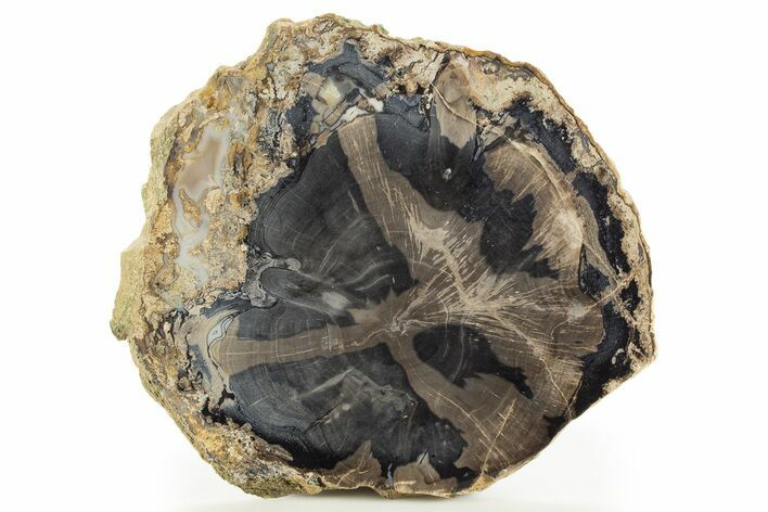 Petrified Wood (Schinoxylon) Round - Blue Forest, Wyoming #333000